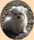 Cliquez sur cette image pour voir nos Bichon Maltais !
