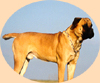 Cliquez sur cette image pour voir nos Bullmastiff !