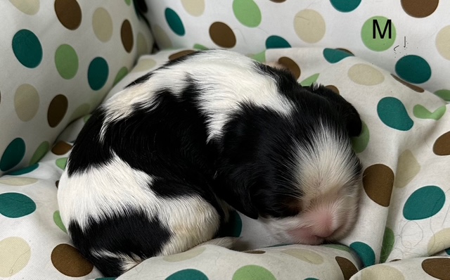 Porte Cavalier King Charles