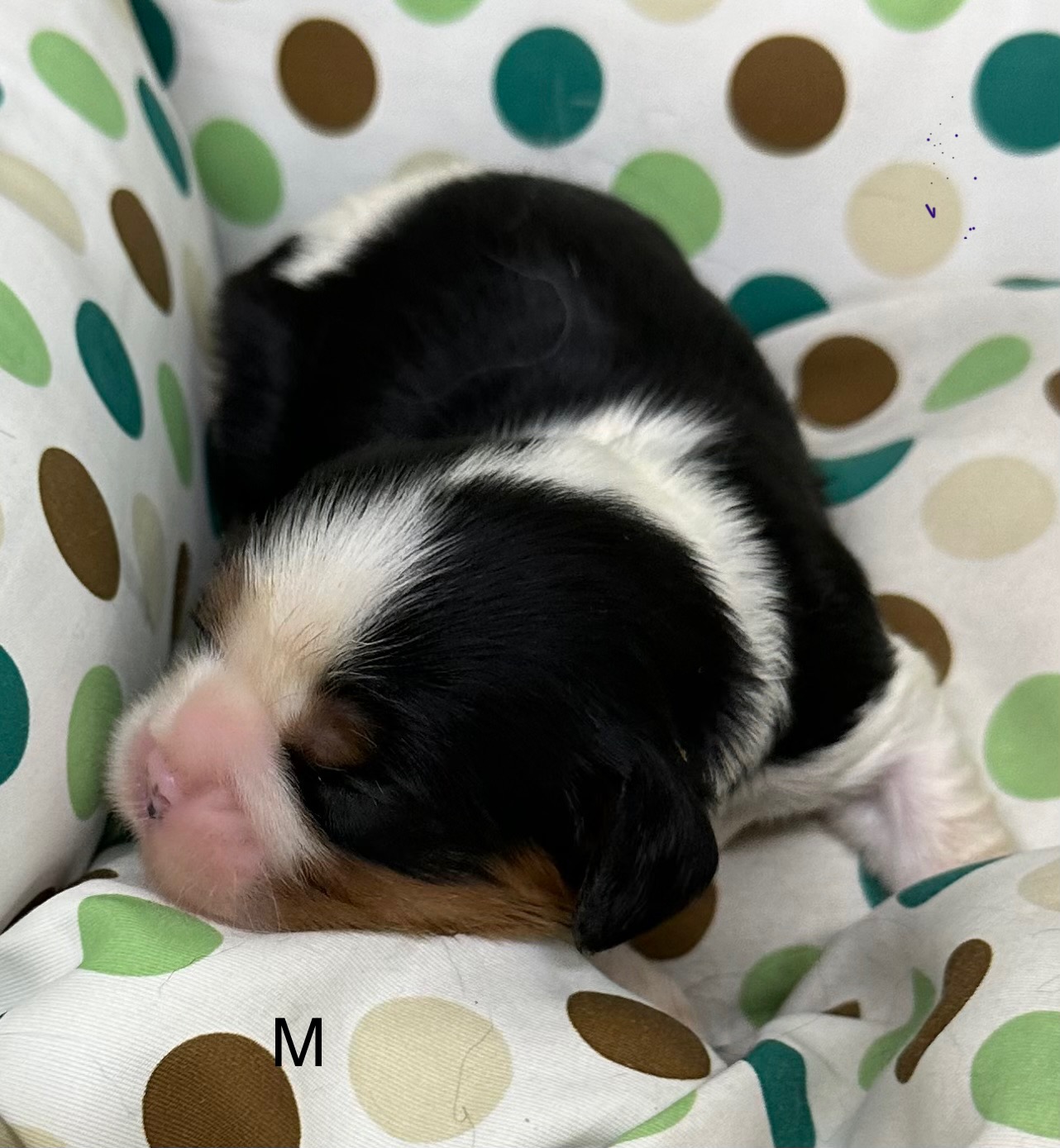 Porte Cavalier King Charles