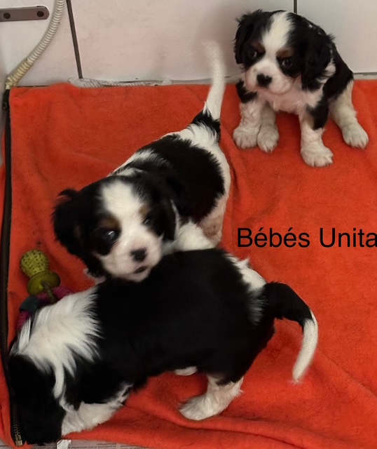 Porte Cavalier King Charles