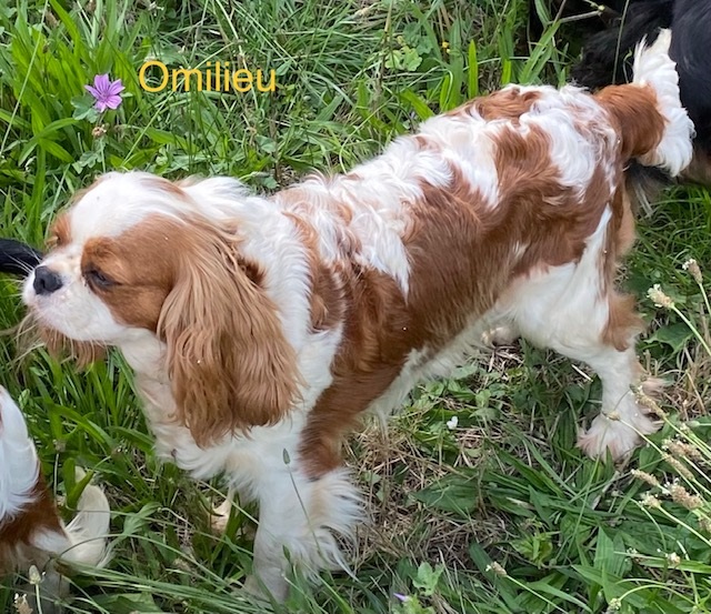 Cavalier King Charles : Omilieu du rocher de la Garelire