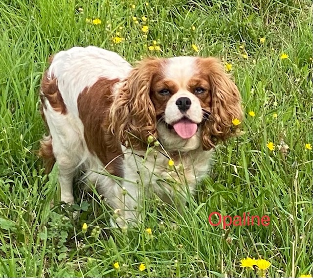 Cavalier King Charles : Opaline du rocher de la Garelire