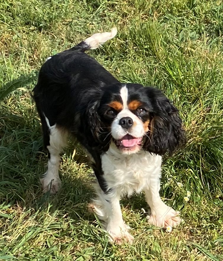 Cavalier King Charles : Pomme du rocher de la Garelire