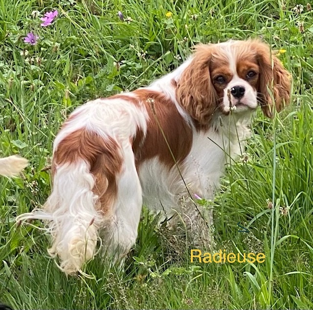 Cavalier King Charles : Radieuse du rocher de la Garelire