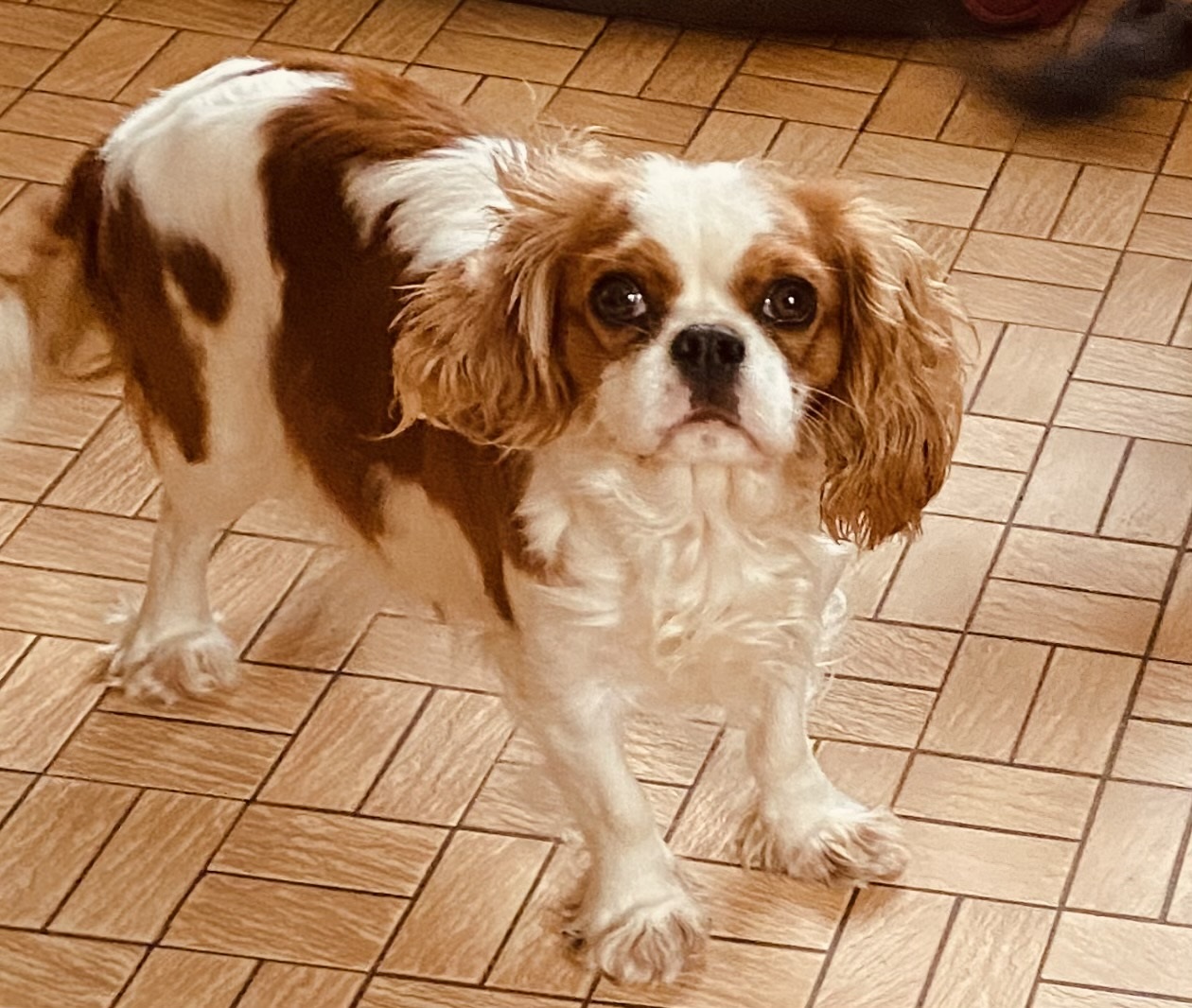 Cavalier King Charles : Rosette du rocher de la Garelire