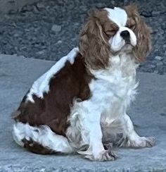 Cavalier King Charles : Rosette du rocher de la Garelire