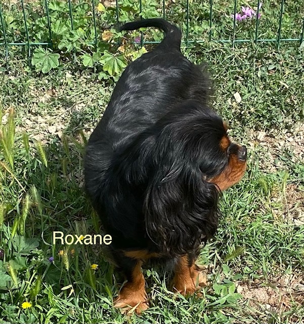 Cavalier King Charles : Roxane du rocher de la Garelire