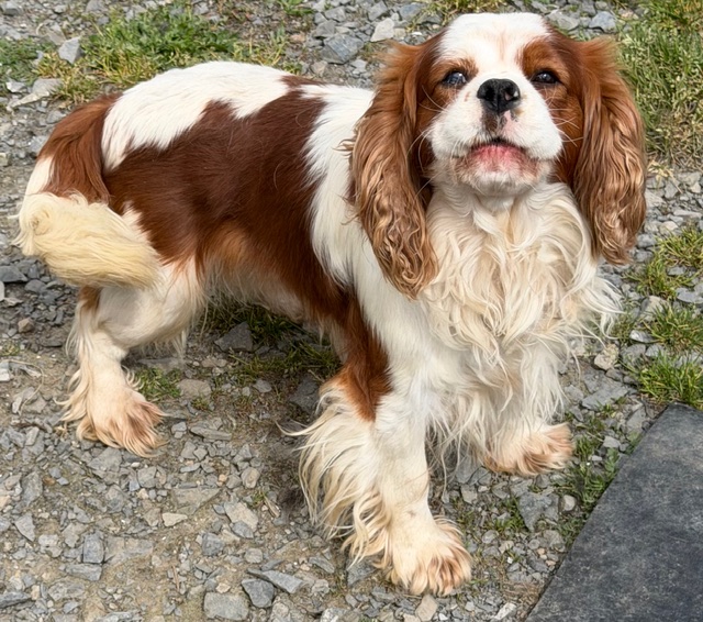 Cavalier King Charles : Souk de Paline